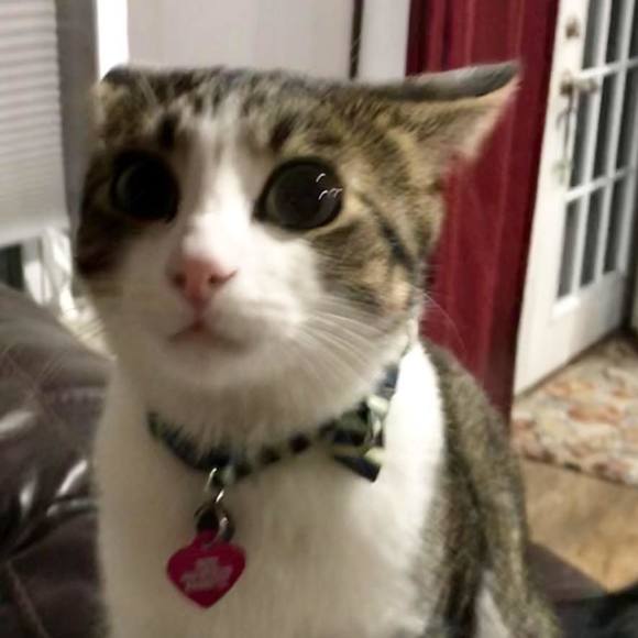 Meet your Posher, Marilyn - Picture 1 of 1